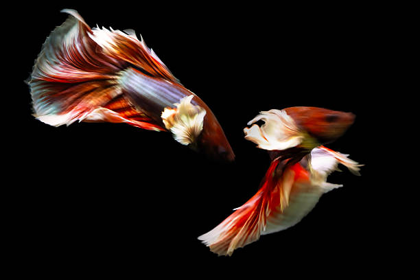 A creative and aesthetic nature photograph.
