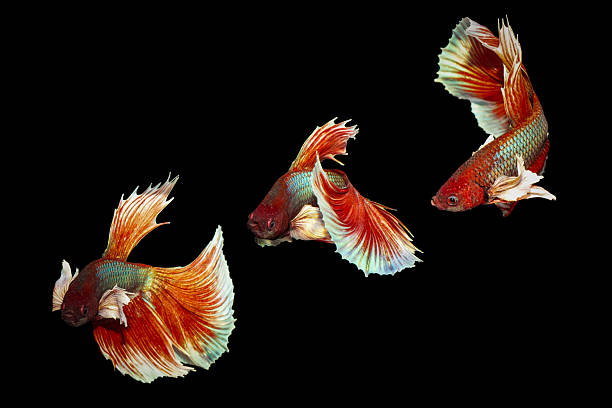 istock Betta fish with its wonderful colors. Black background. Betta splendens. 2238932841