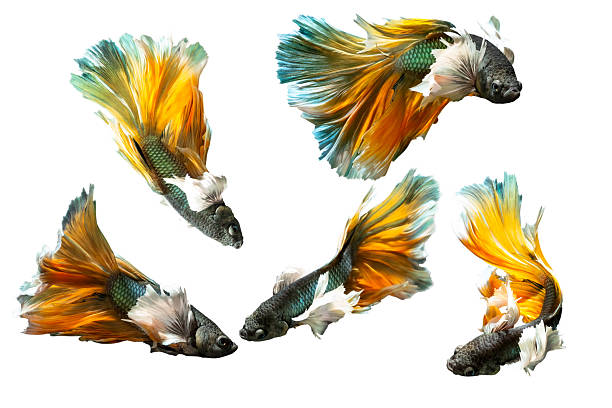 istock Betta fish with its wonderful colors. White background. Betta splendens. 2238933099