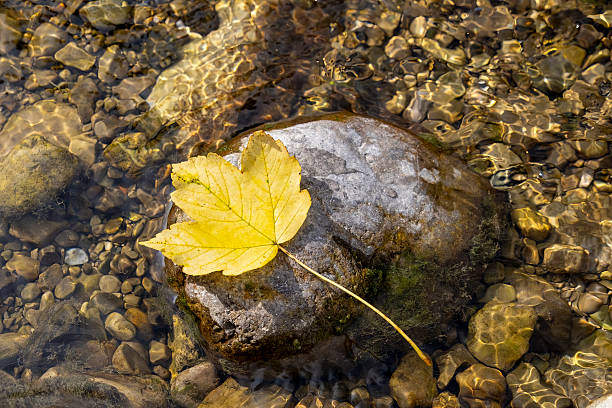 Autumn-colored yellow leaf on a stone in the river