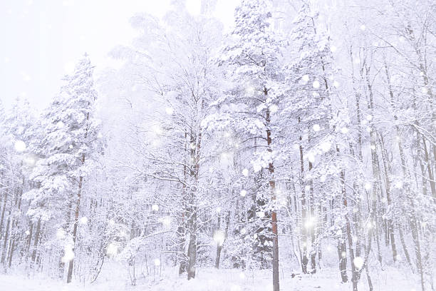 istock Blur. Soft focus. Trees. forest in cloudy weather. Snowy background. 2238938204