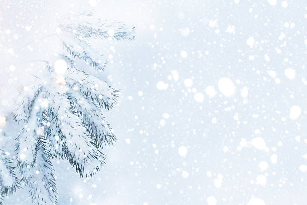 istock Pine branches in the fluffy snow. Winter forest. Landscape. 2238938211