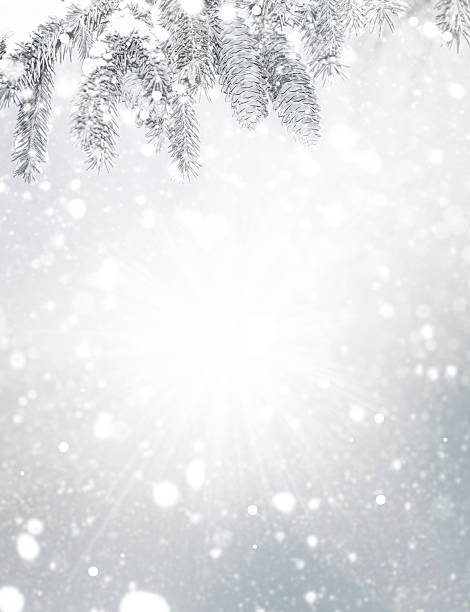 spruce cones. Blurred abstract silver Christmas background. Winter frame for design.