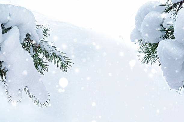 istock Pine branches in the snow. Winter forest. Landscape. 2238938285
