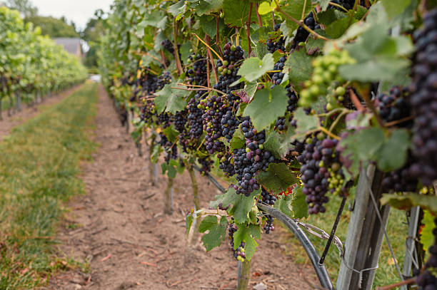 istock Grapes in Vineyard Ready for Harvest 2238938350