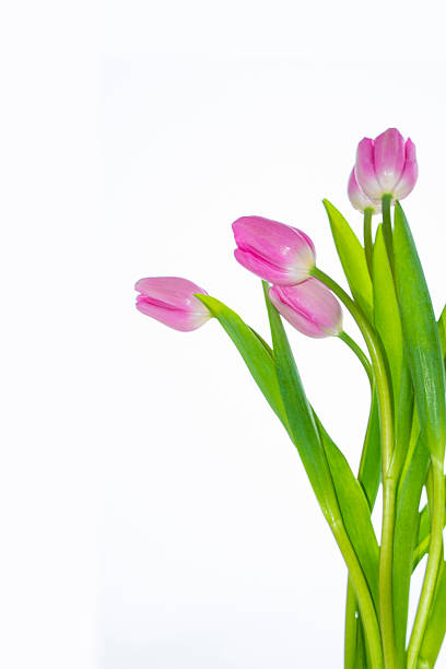Bouquet. Greeting card. spring flowers tulips isolated on white background. floral collection.