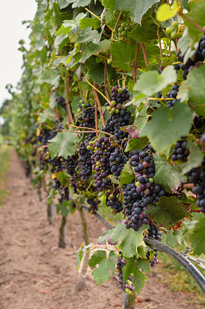 istock Grapes in Vineyard Ready for Harvest 2238938529