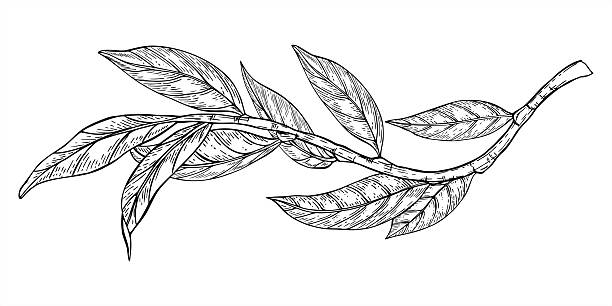 Monochrome curved branch with leaves vector illustration painted by black inks. Etching drawing of plum, peach, walnut or almond tree twig. For invitation, greeting card design, herbal product label.