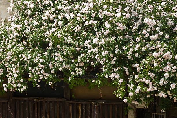 White curly roses. Garden with white roses