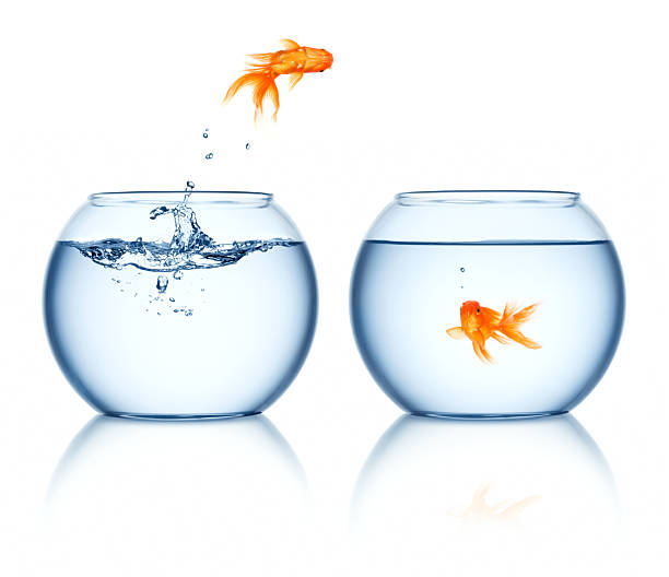 istock Goldfish jumps out 2238939782