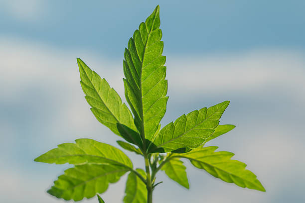Close-up of vibrant green serrated leaves with visible veins, set against a softly blurred blue sky and white clouds. Sunlight enhances the natural texture and symmetry, evoking freshness and environmental clarity.