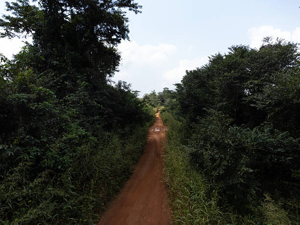 istock Dirt road through a dense forest with trees and vegetation on both sides 2238944367