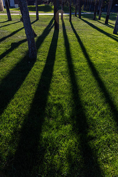istock Long Shadows Cast by Trees on Lush Green Grass in Serene Outdoor Setting, Creating a Captivating Play of Light and Shade on a Calm Day 2238945598
