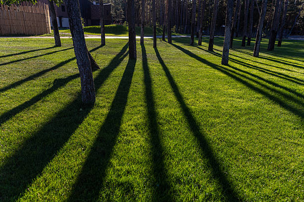 A tranquil landscape showcasing tall trees standing on vibrant grass, with shadows stretching long across the ground, creating a beautiful interplay of light and nature in a sunny setting.
