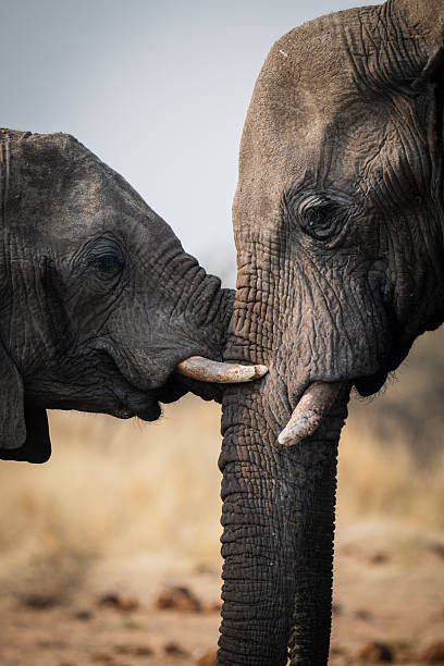 istock Elephant couple portrait 2238946944