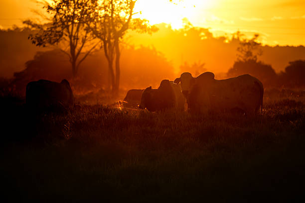 Cattle grazing on deforested pasture on a farm in the Amazon rainforest at dusk. Concept of agriculture, environment, ecology, livestock, climate change, global warming, deforestation, Sustainability.
