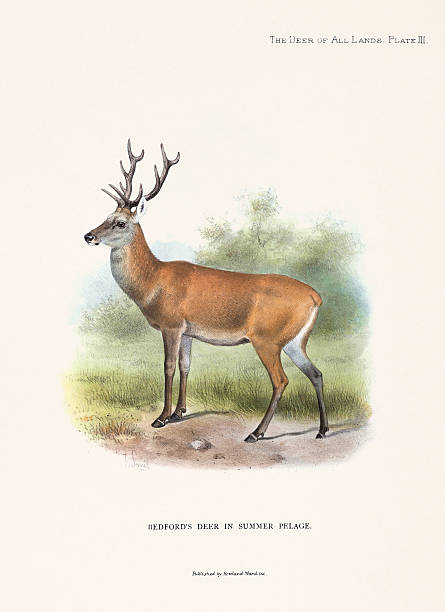 Vintage deer illustration, detailed color plate from a natural history book published in London, 1898.