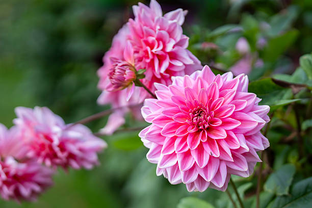 istock Pink  dinner plate dahlia ‘Otto’s Thrill’ in flower. 2238949368