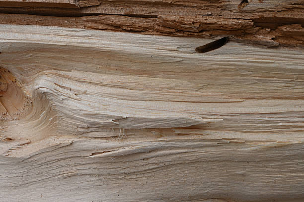 Close up of wood grain texture background. Showing timber and wooden panel. Rustic material nature surface aged plank background.