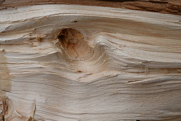 Dry snag of a coniferous tree, old weathered relief wood isolated on a black background.