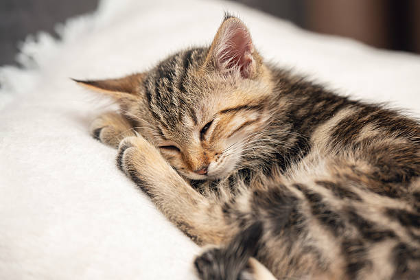 istock A small brown tabby kitten sleeps peacefully on a soft white pillow 2238951627