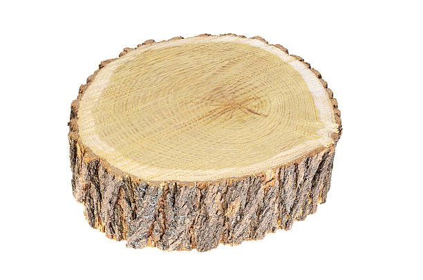 istock Mulberry stump on white background 2238952765