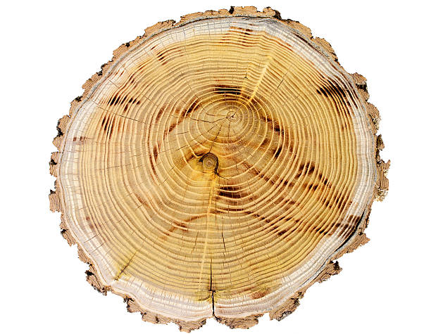 istock Cut wood on a white background 2238952794