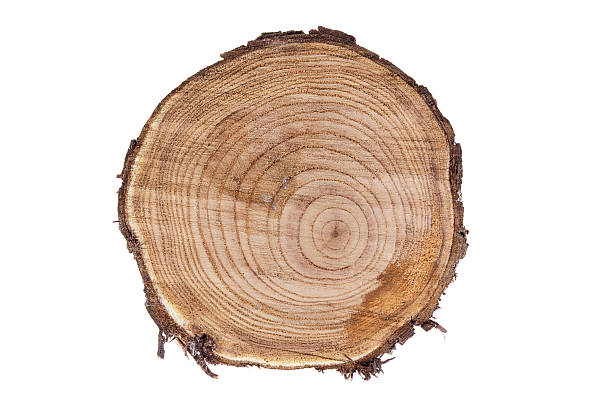 istock Saw cut wood olive on a white background. Year rings. 2238952819