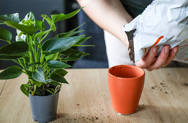 istock A woman planting Anthurium, close up 2238954610