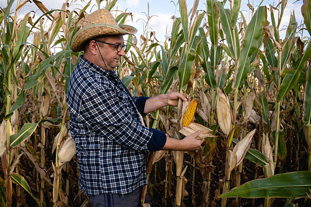 istock A farmer wears a straw hat and plaid shirt while inspecting a corn ear in a field surrounded by tall corn plants under a clear blue sky 2238955335