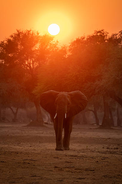 istock African bush elephant approaches camera at sunset 2238955567
