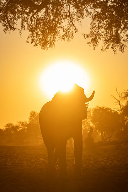 istock African bush elephant stands backlit at sunrise 2238955702