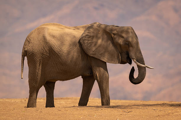 istock African bush elephant stands in dappled sunlight 2238955748