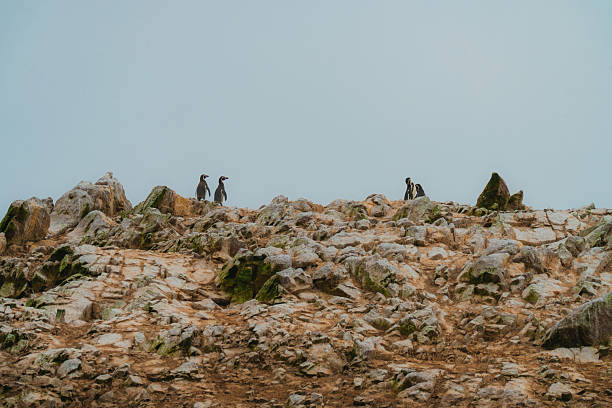 A closeup of a Humboldt penguin's head
