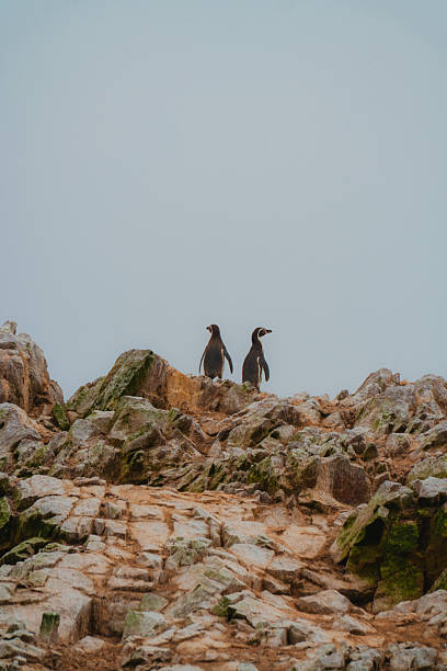 Humboldt penguins in wilderness  on Ballestas Islands in Peru