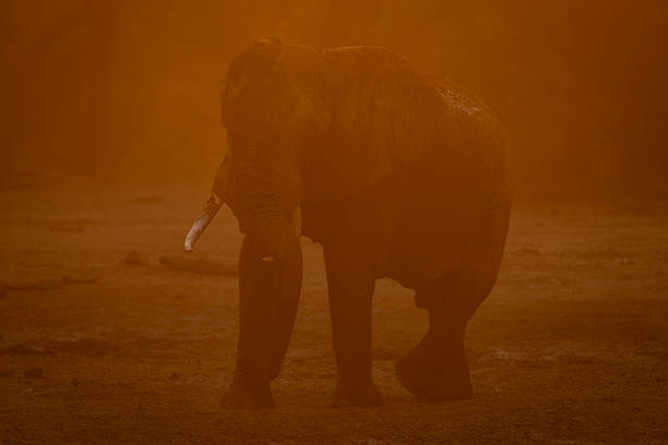istock African elephant scratches leg standing in dust 2238956999