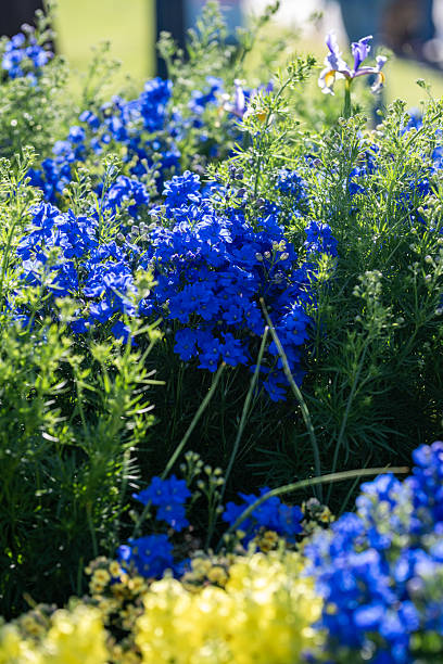 istock Bright Blue Flowers Blooming in a Sunny Garden 2238957108