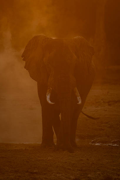 istock African elephant standing in cloud of dust 2238957199