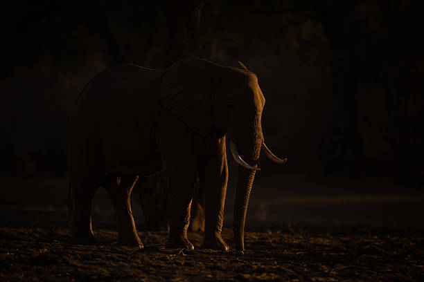 istock African elephant standing watching camera at sunrise 2238957200