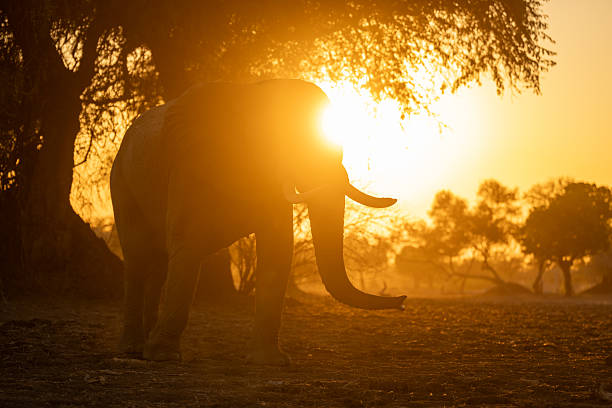 istock African elephant standing in trees at dawn 2238957202