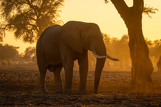istock African elephant stands by tree at dawn 2238957627