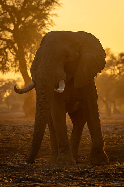 istock African elephant stands facing camera at sunrise 2238958513
