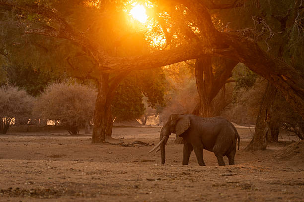 istock African elephant stands in woodland at sunset 2238958548