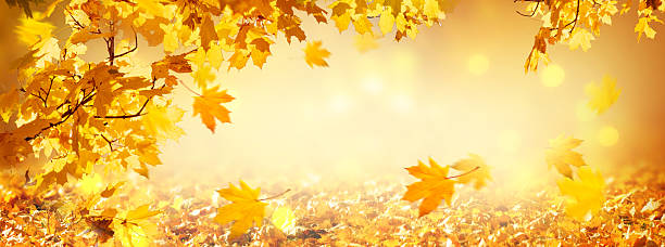 istock Fall autumn maple tree foliage on blurred background, falling leaves flying on wind, autumnal banner. 2238958860