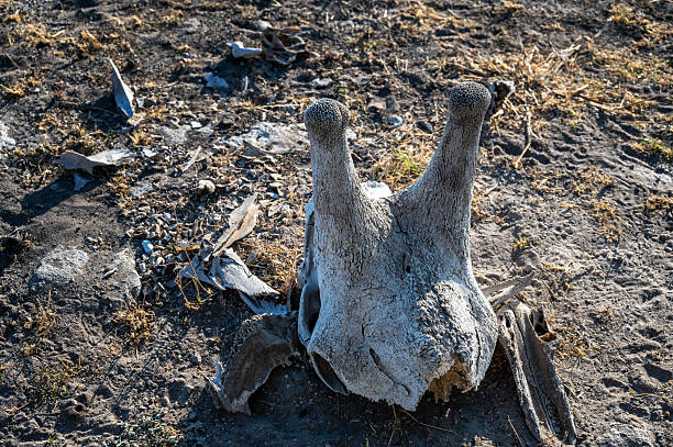 Closeup view of the skull of a giraffe in Chobe National Park in Botswana