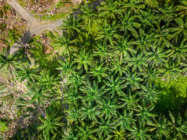 istock Deforestation for Palm Oil Production Aerial 2238960378