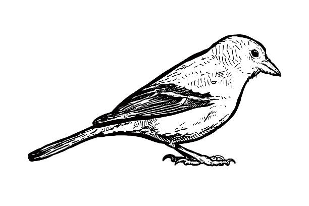 Vector drawing of a small bird