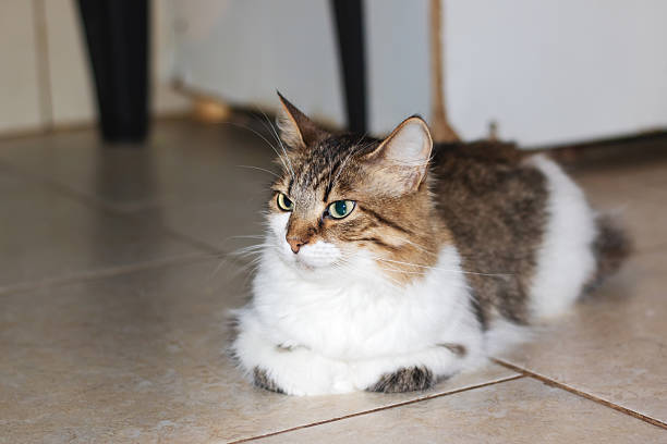 A brown and white cat leisurely laying on a tiled floor that is cool and smooth beneath it, showcasing its relaxed demeanor