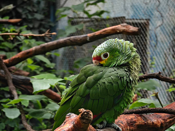 istock a Red-lored Amazon parrot with green feathers sit on a branch 2238962648