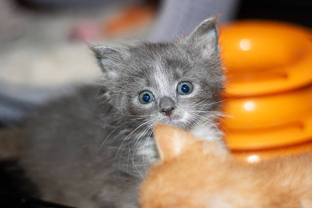 A charming gray and white kitten, displaying beautiful blue eyes, gazes curiously at the camera, exuding an aura of innocence and playfulness